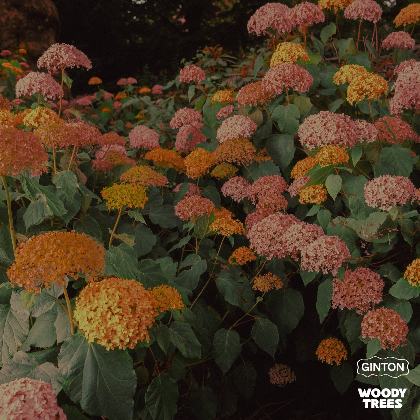 Cover - 1da Banton, Ginton - One Millie (Extended Version)