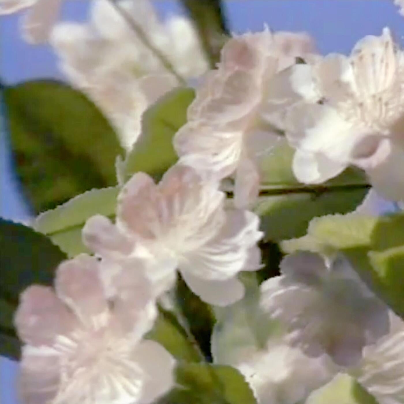 Cover - Malin Genie - Mystery Of Love (Original Mix)