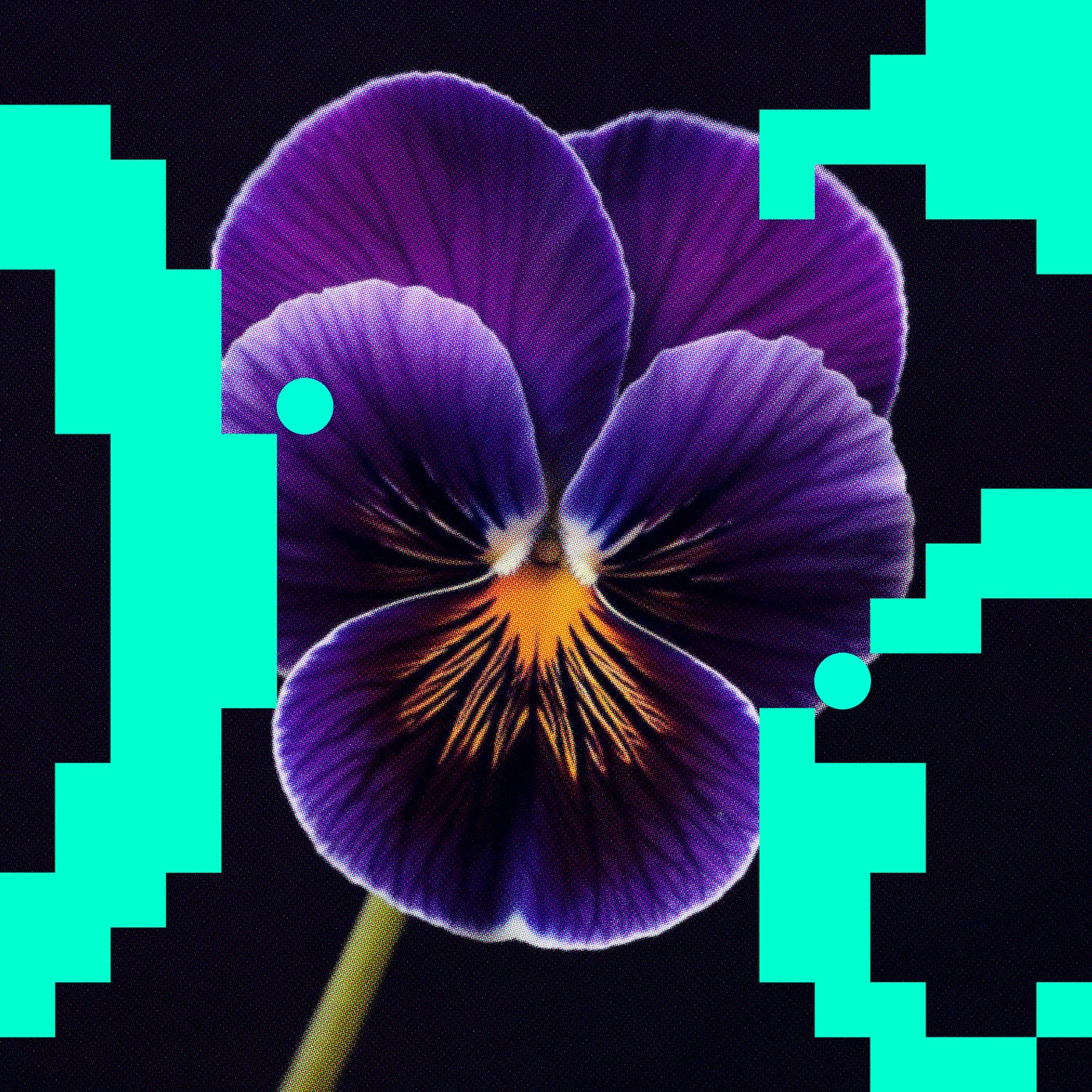 Cover - Budakid - A Conscious Distortion (Original Mix)