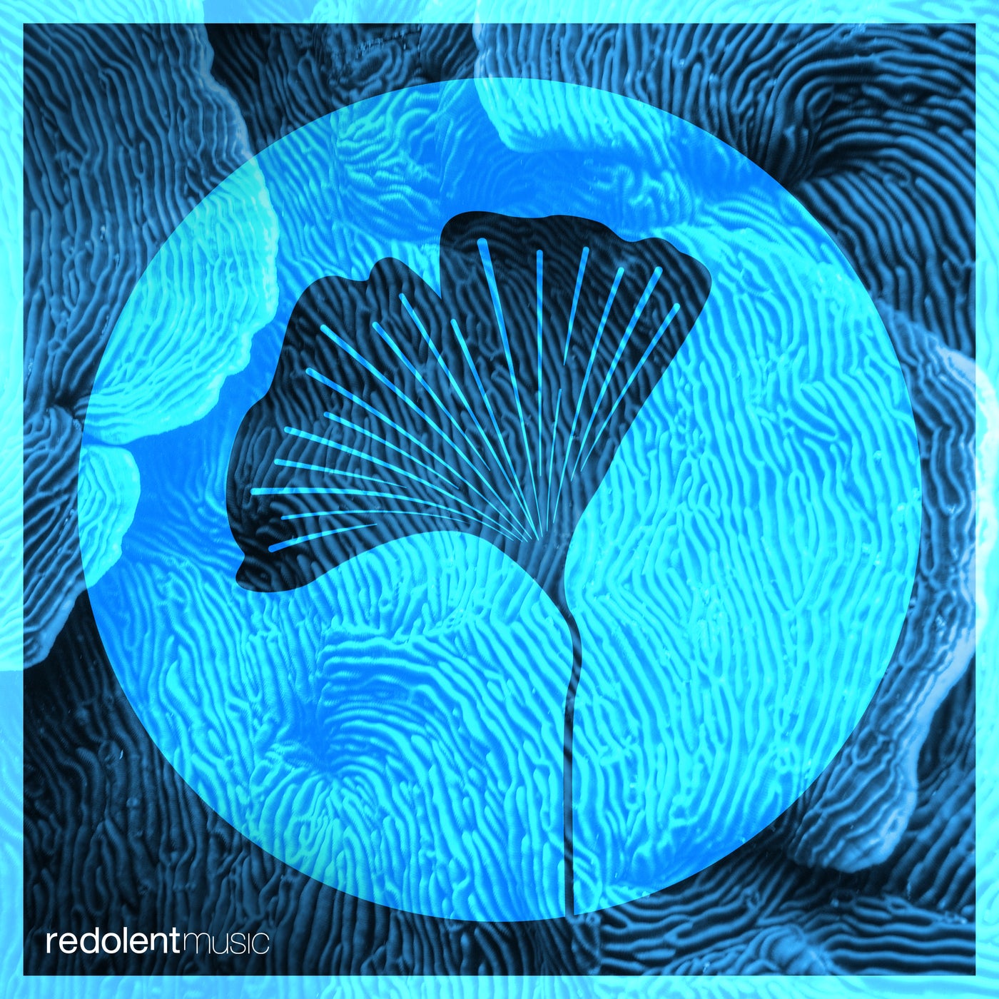 Cover - Allan Nunez - Tambora (Original Mix)