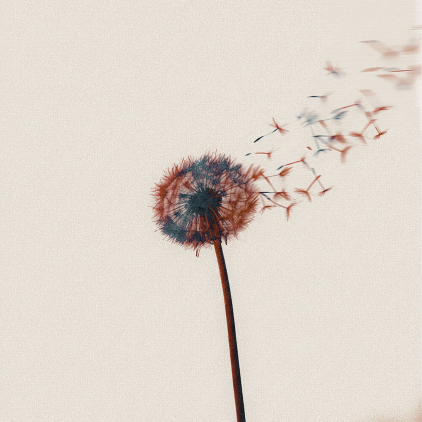 Cover - Pato Shoucair - El niño del jardín (Original Mix)