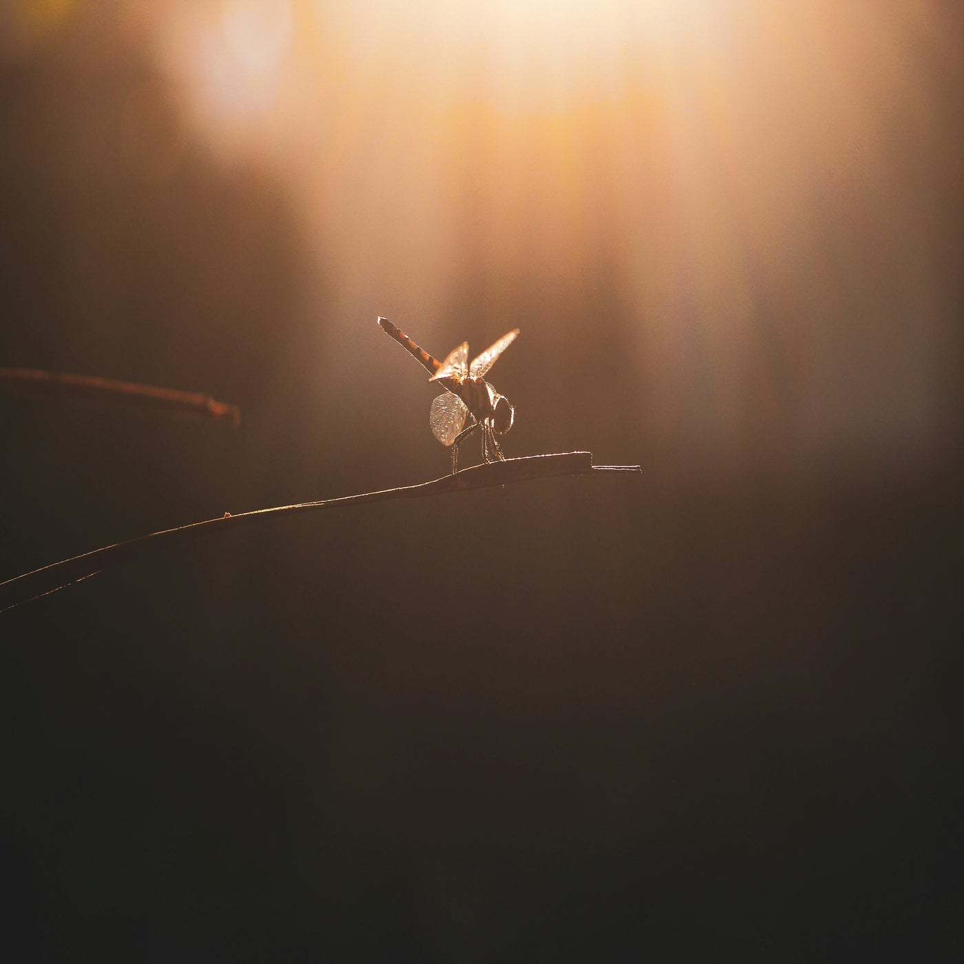 Cover - Essco - Adola (Original Mix)