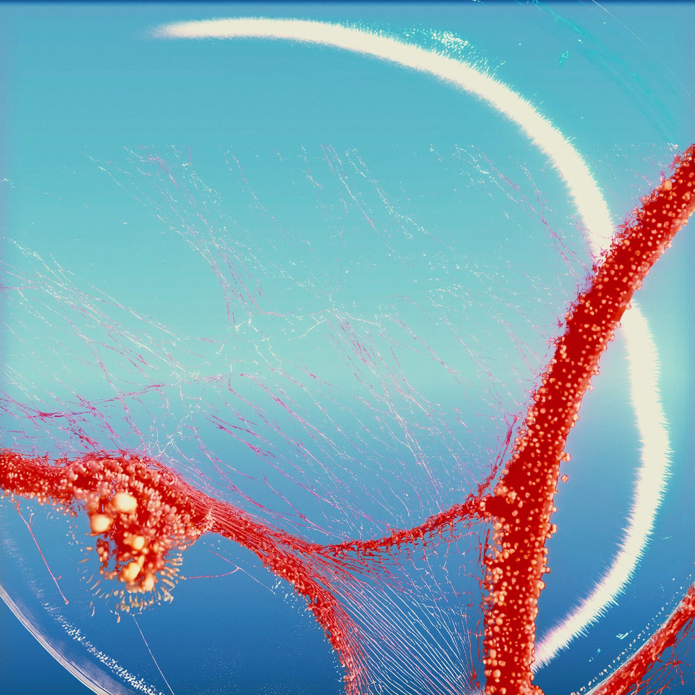 Cover - Lauren Mia, Gabrielle Roman - Rhythm of Refuge (Extended Mix)