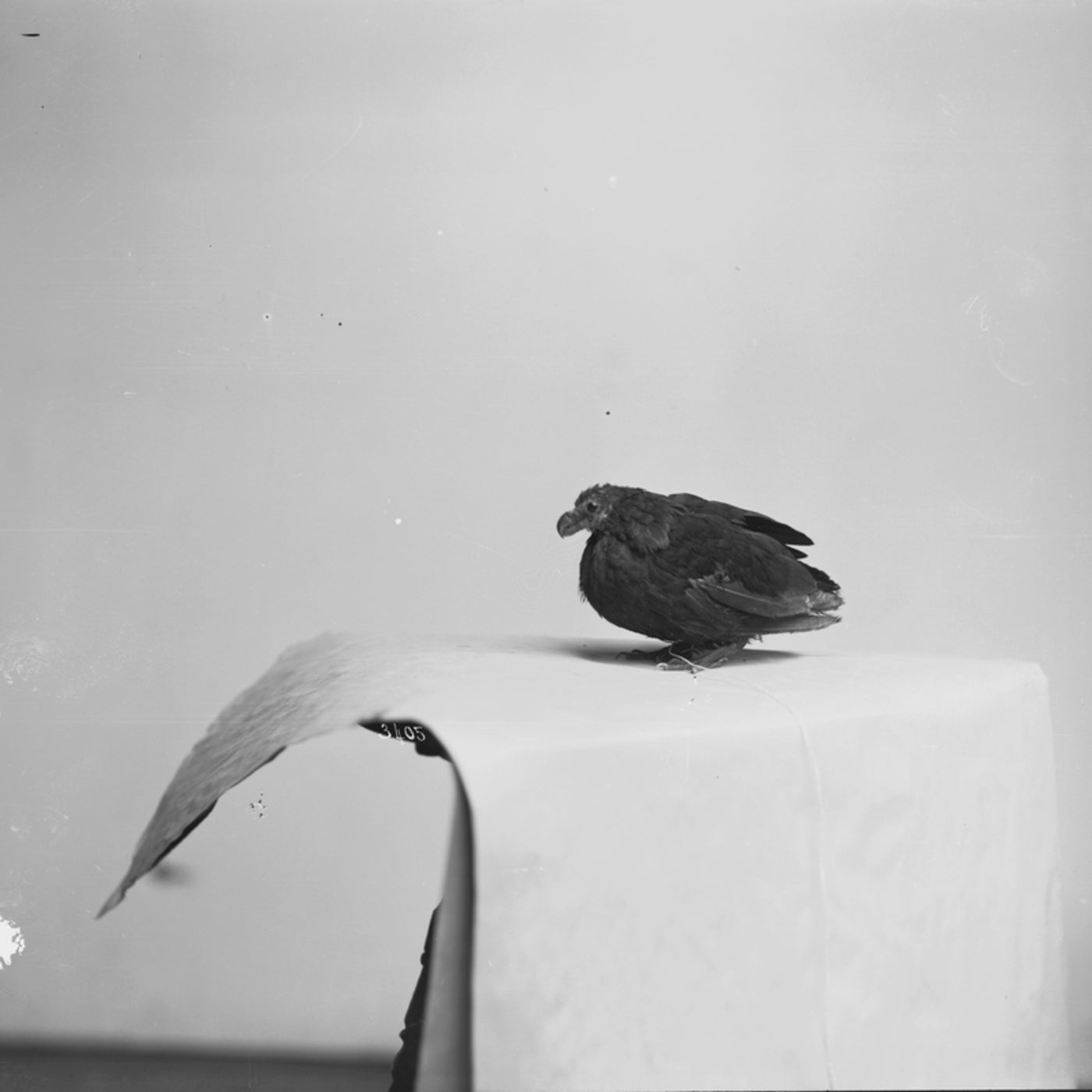 Cover - Maeksll - Mixed Feelings (FALN Remix)