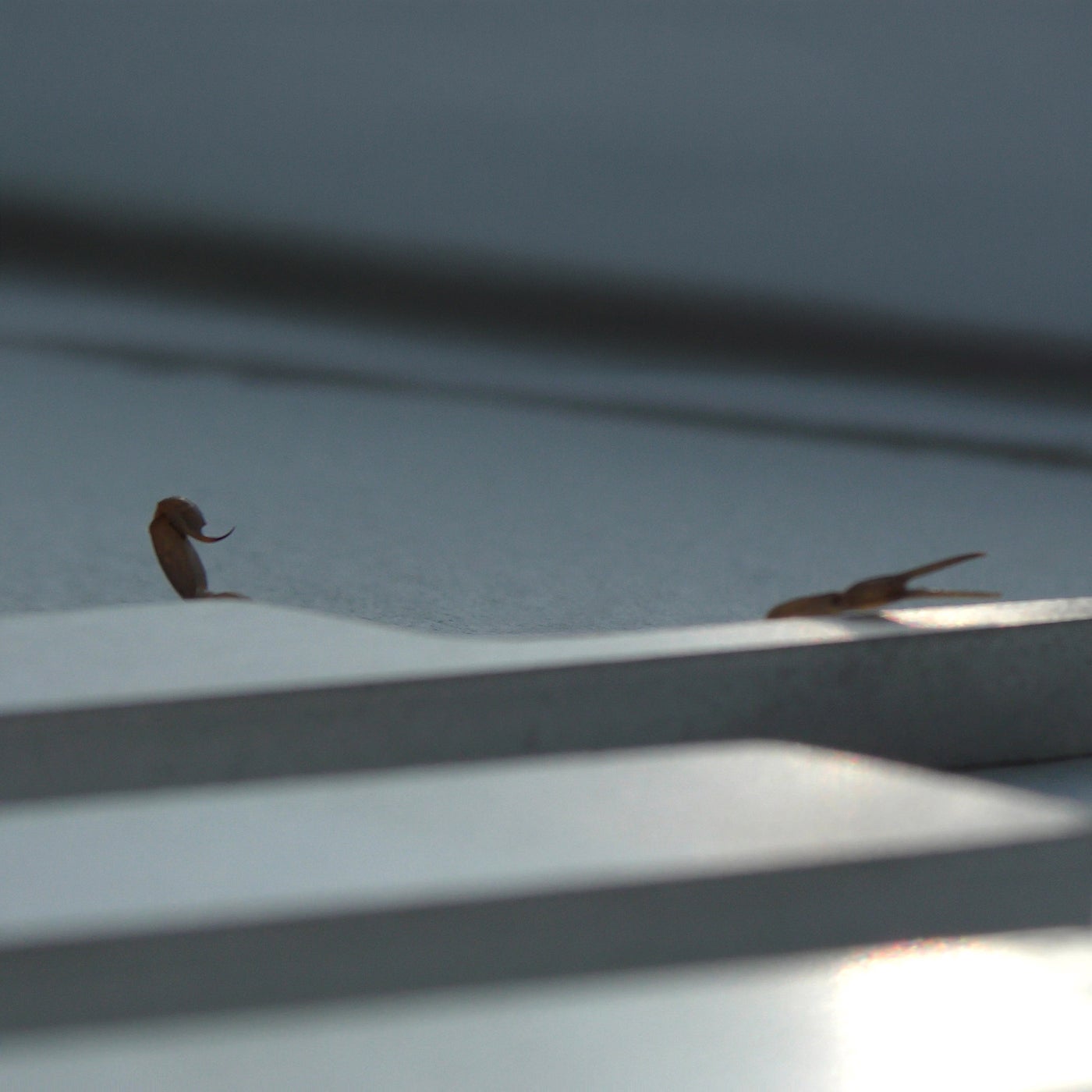 Cover - Skrillex, Young Miko - Duro (Original Mix)