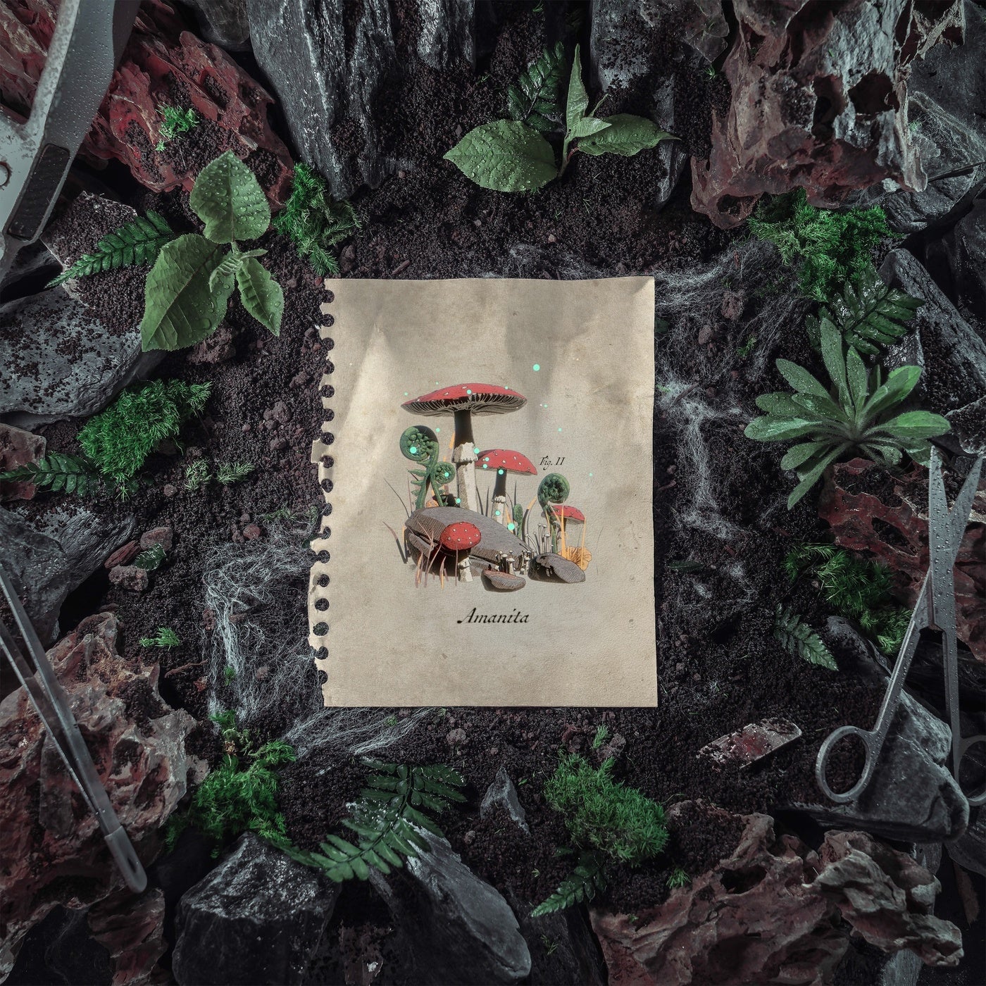 Cover - Of The Trees - Amanita (Original Mix) Promo tools