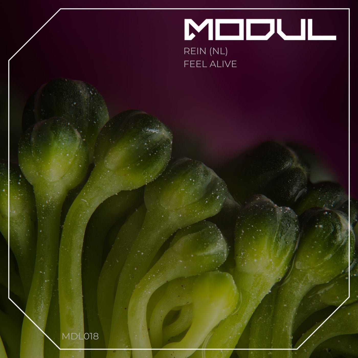 Cover - Rein (NL) - Feel Alive (Original Mix)