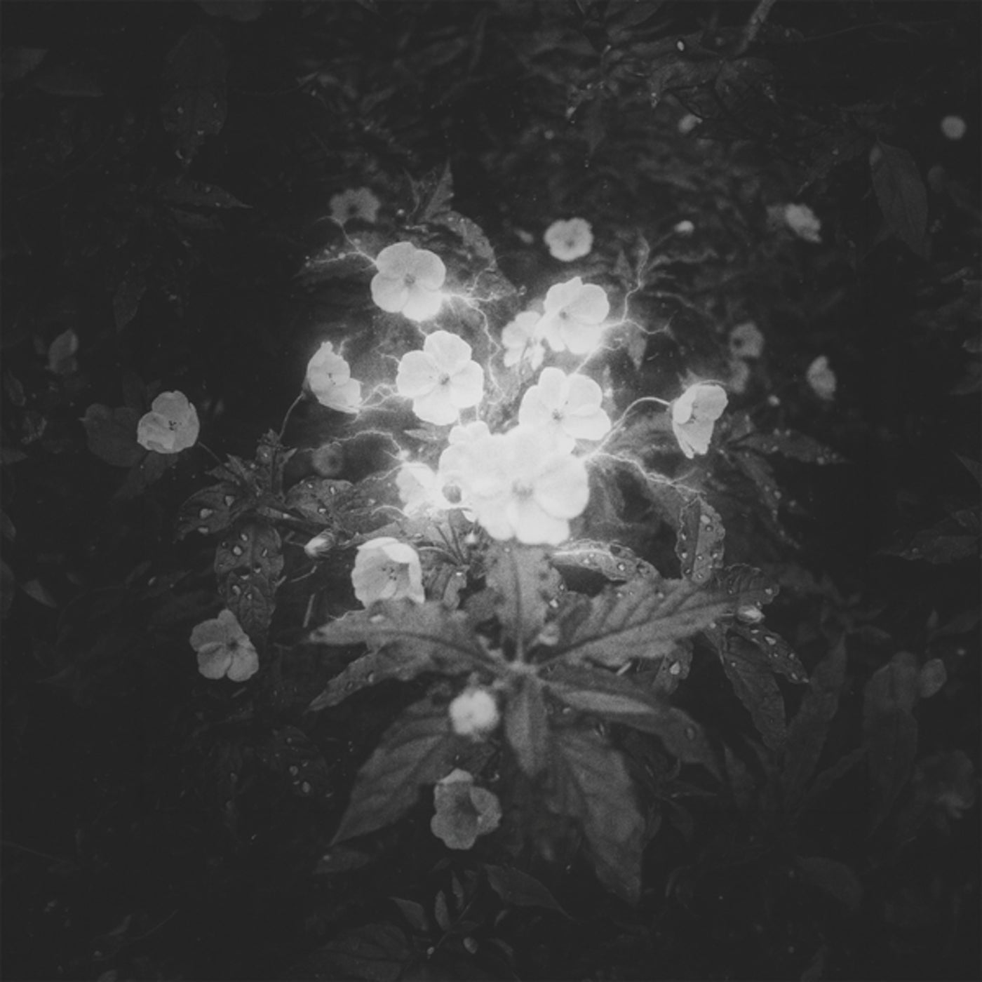 Cover - Schrotthagen - Rain Tonight (Original Mix) Promo tools